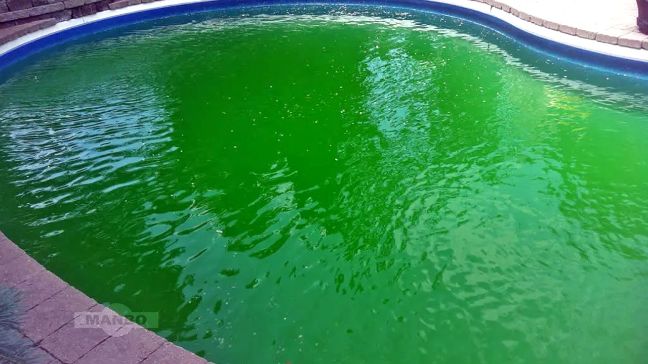 O que faz com que a piscina fique com a água verde?